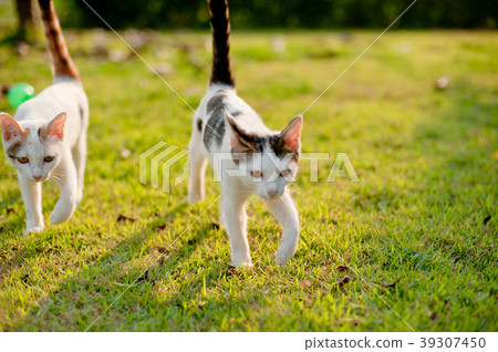 relaxing sitting cat white, cute funny relaxing sitting cat white, cute funny 39307450