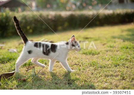 relaxing sitting cat white, cute funny relaxing sitting cat white, cute funny 39307451