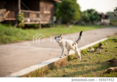 relaxing sitting cat white, cute funny relaxing sitting cat white, cute funny 39307452
