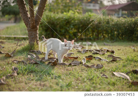 relaxing sitting cat white, cute funny relaxing sitting cat white, cute funny 39307453