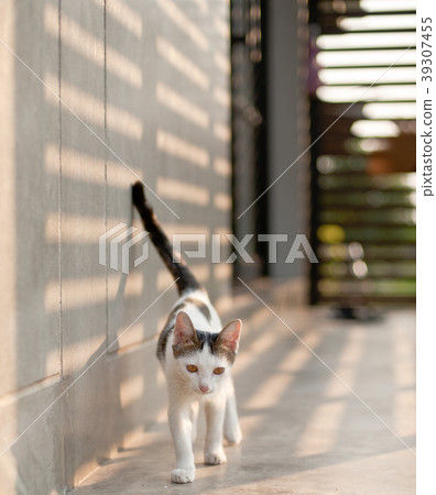 cute cat funny cute cat funny 39307455