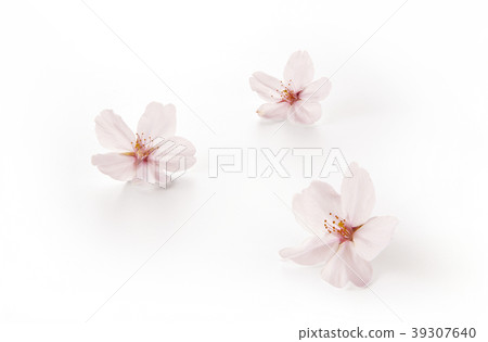 Cherry blossoms Somey Yoshino (back fly, shadow Iki) Cherry blossoms Somey Yoshino (back fly, shadow Iki) 39307640