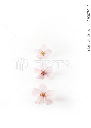 Cherry blossoms Somey Yoshino (back fly, shadow Iki) Cherry blossoms Somey Yoshino (back fly, shadow Iki) 39307643