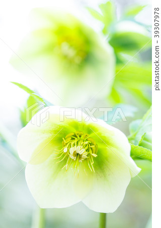 聖誕節玫瑰 聖誕節玫瑰 39307978