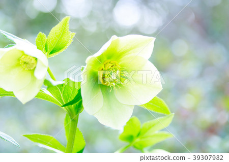 Christmas rose 39307982
