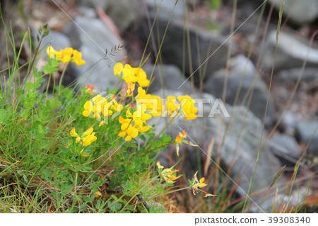 Spring flowers on stones Spring flowers on stones 39308340
