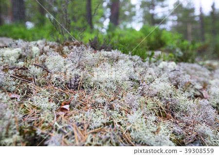 Moss and pine cones Moss and pine cones 39308559