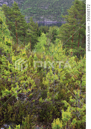 Tinnsja lake, Norway Tinnsja lake, Norway 39308572