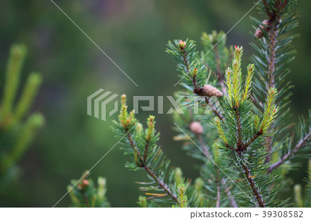 Spring poine branch Spring poine branch 39308582