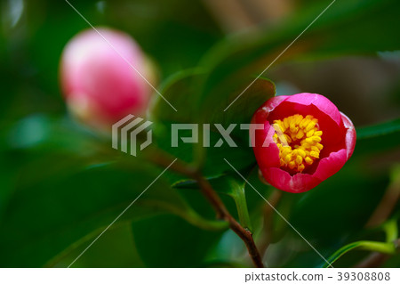 Camellia 39308808