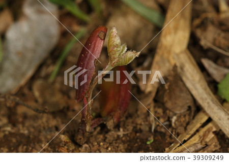 自然植物櫟屬，真正的葉子在3月從幼苗出來。櫟的發芽率似乎相當不錯2 39309249
