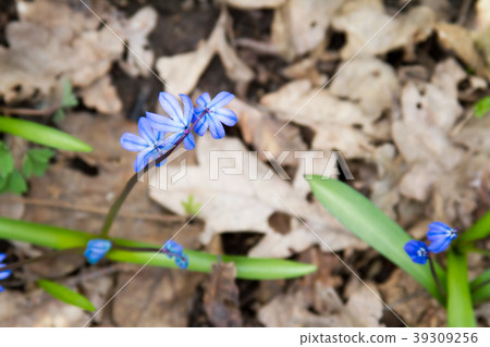Scilla flowers on forest ground. 39309256