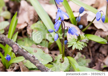 Scilla flowers on forest ground. 39309271