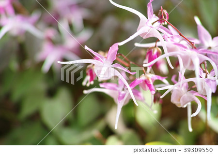 Spring image 39309550