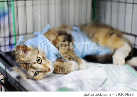 Cat after surgery with bandage in a cage Cat after surgery with bandage in a cage 39309686