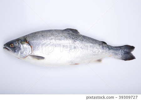 Silver salmon 39309727