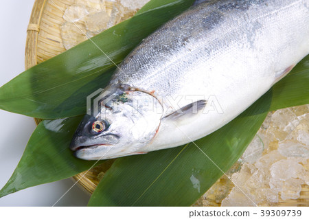 Silver salmon Silver salmon 39309739