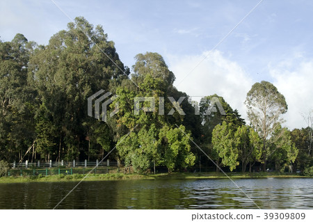 Greenery around Kodaikanal Lake 39309809