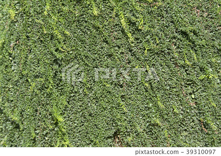 Green Sticky Creeper Green Sticky Creeper 39310097