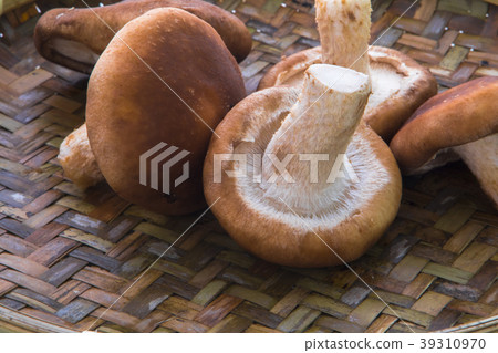 Mushrooms, raw mushrooms, oysters, oysters, mushrooms, raw mushrooms, 39310970