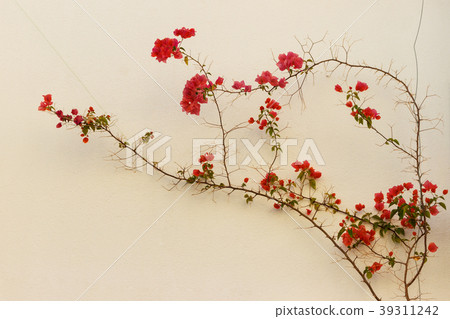 red Flowers on the wall of the house red Flowers on the wall of the house 39311242