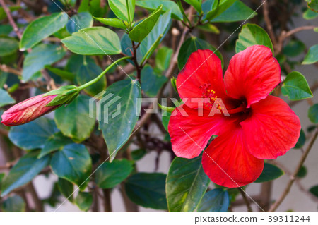 Amaryllis red flower on the green leaf background Amaryllis red flower on the green leaf background 39311244