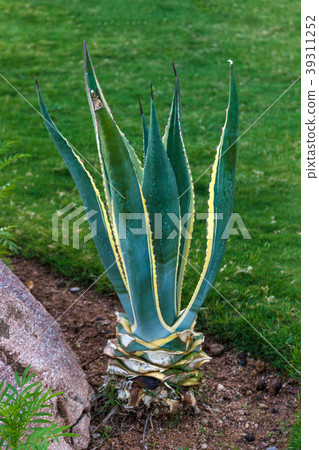 Flowering Aloe in Spring at green garden Flowering Aloe in Spring at green garden 39311252