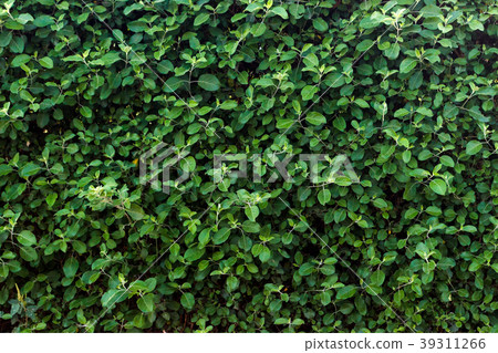 Green leaf texture. Leaf texture background Green leaf texture. Leaf texture background 39311266