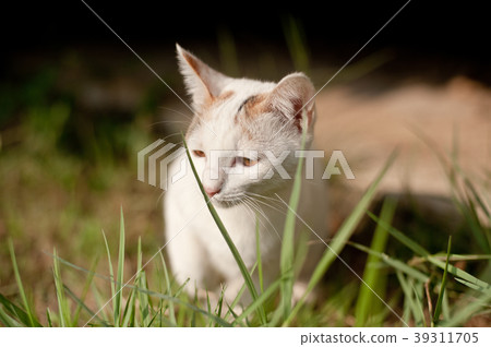relaxing sitting cat white, cute funny 39311705
