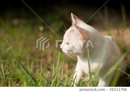 relaxing sitting cat white, cute funny relaxing sitting cat white, cute funny 39311706