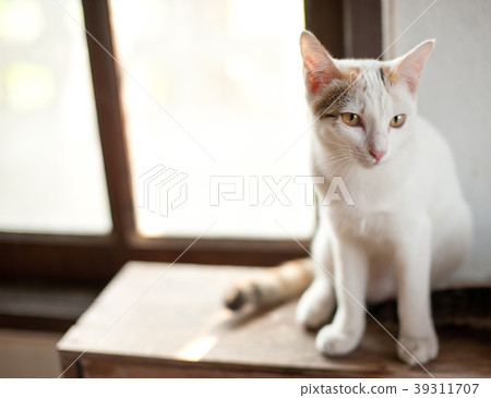 relaxing sitting cat white, cute funny relaxing sitting cat white, cute funny 39311707