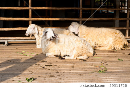 Brown and white sheep lying on the ground. Brown and white sheep lying on the ground. 39311726
