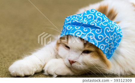 Cat story Cat story 39312309