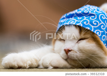 Cat story Cat story 39312310