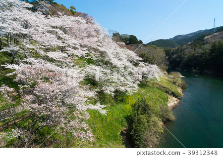 Sakurabuchi Park cherry blossoms Sakurabuchi Park cherry blossoms 39312348