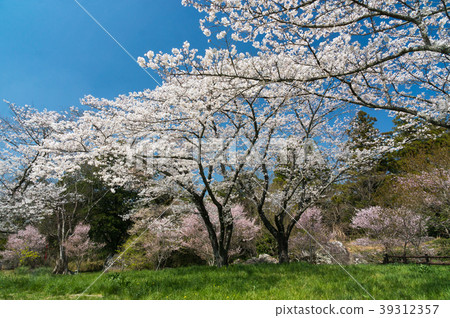Sakurabuchi Park cherry blossoms 39312357