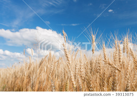 Ripe harvest, agricultural land. Gold wheat field 39313075