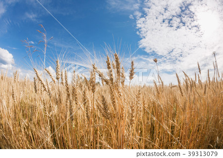 Ripe harvest, agricultural land. Gold wheat field 39313079