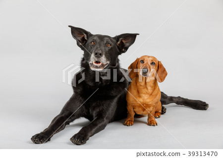 crossbreed dog and Dachshund, best friends 39313470