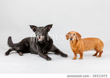 crossbreed dog and Dachshund, best friends 39313473