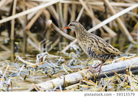 Kuina (water chicken) 39313579