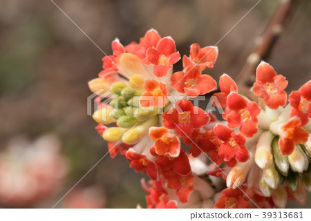 Akabana Mitsumata 39313681