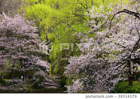 Cherry and willow young leaves 39314379