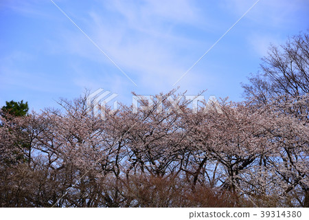 Blue sky and cherry blossoms Blue sky and cherry blossoms 39314380