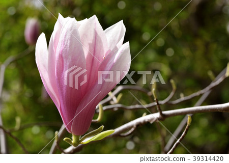 Magnolia (Sotobeniha spider crab) 39314420