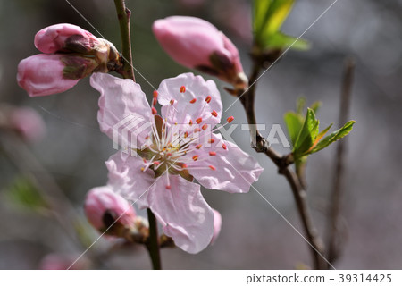 Almond Almond 39314425