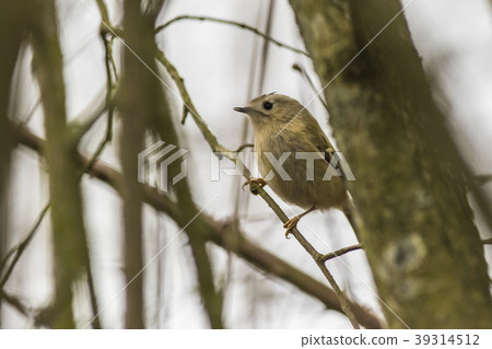 A goldcrest is sitting on a branch A goldcrest is sitting on a branch 39314512