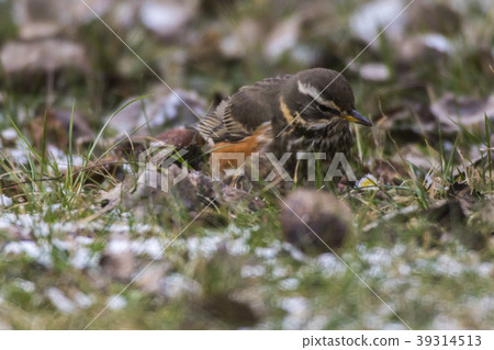 A redwing is searching for fodder 39314513