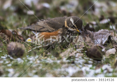 A redwing is searching for fodder A redwing is searching for fodder 39314516