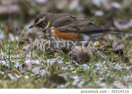 A redwing is searching for fodder 39314519